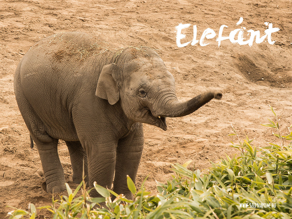 Elefánt - a szelíd óriás