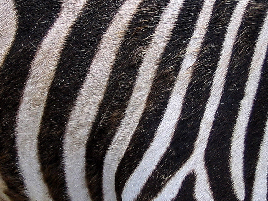 Csíkos kedvencünk: zebra