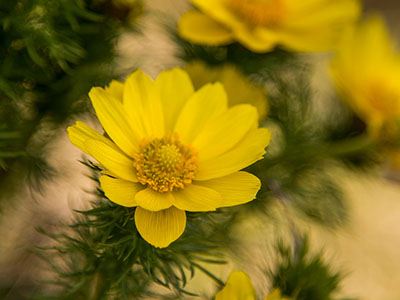 Adonis vernalis - sárga virág