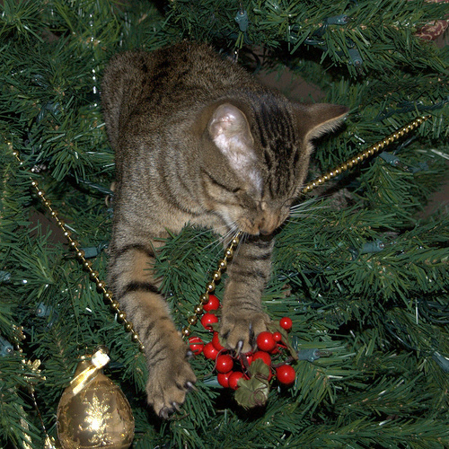 Macska a karácsonyfán