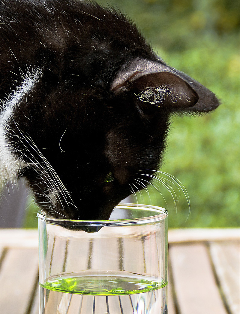 Vízminőség-vizsgáló macska