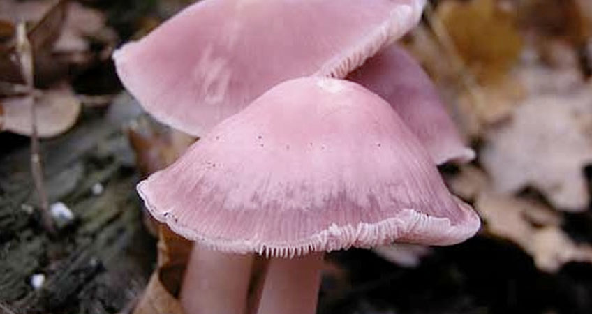 rózsaszínű gombák