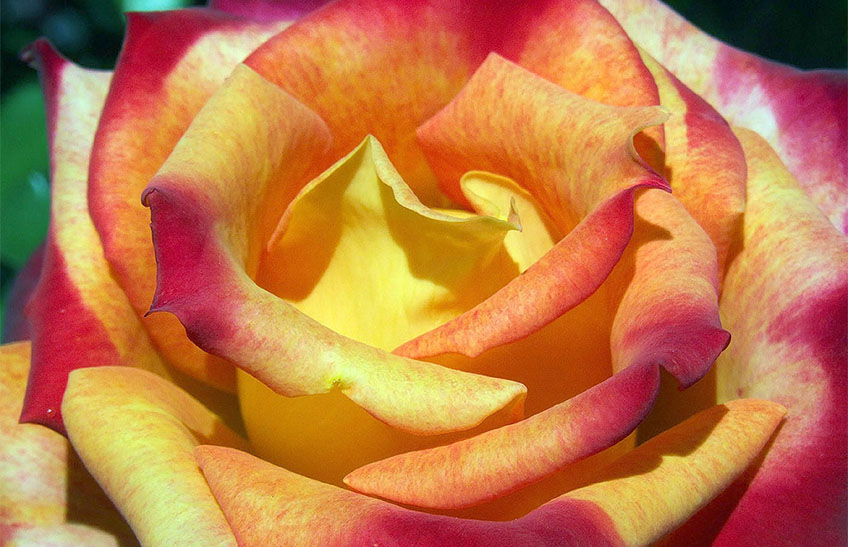 Rózsa: a virágok királynőjea