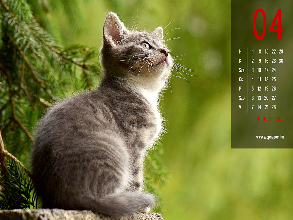 2019 - macskás naptár háttérkép