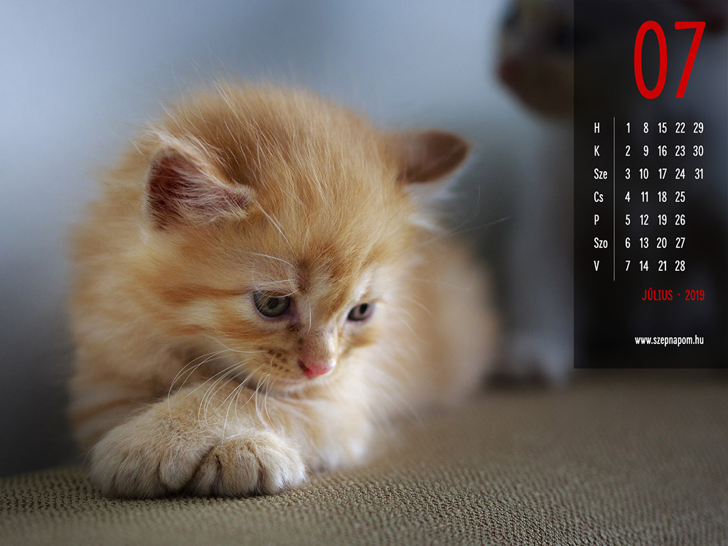 2019 - macskás naptár háttérkép