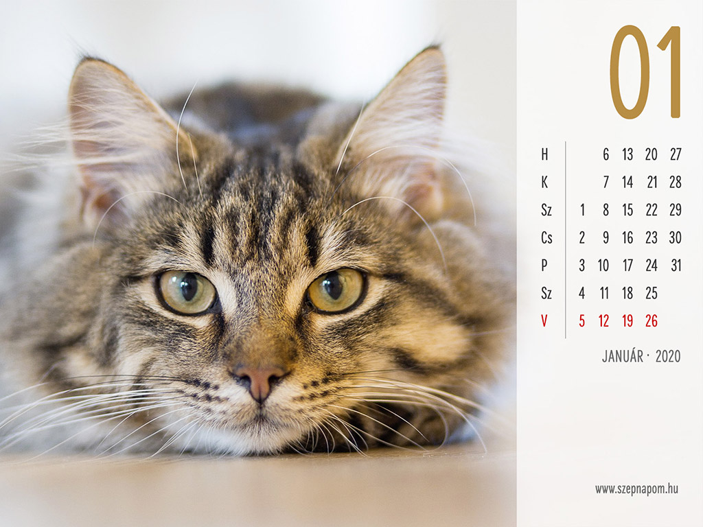 2020 - macskás naptár háttérkép