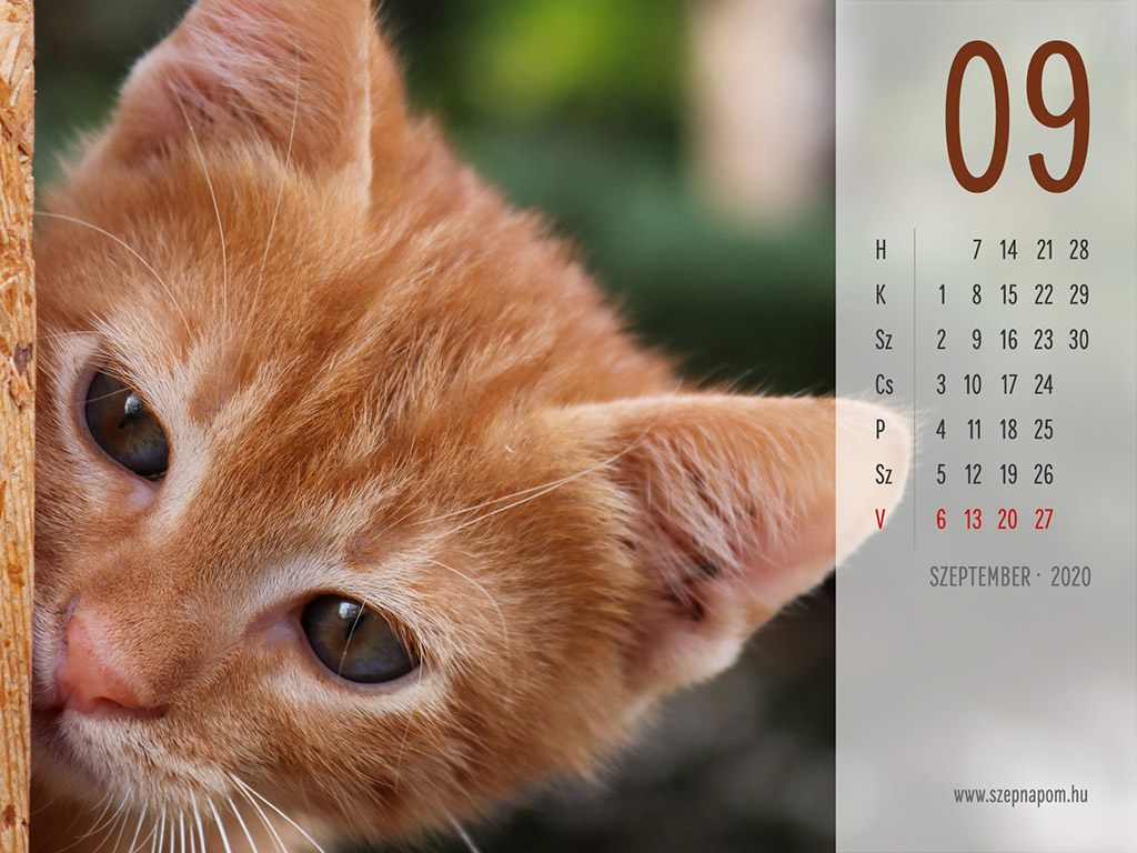 2020 - macskás naptár háttérkép