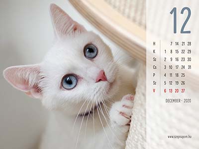 Macskás naptár
