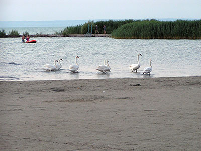 Balaton, Magyarország háttérkép