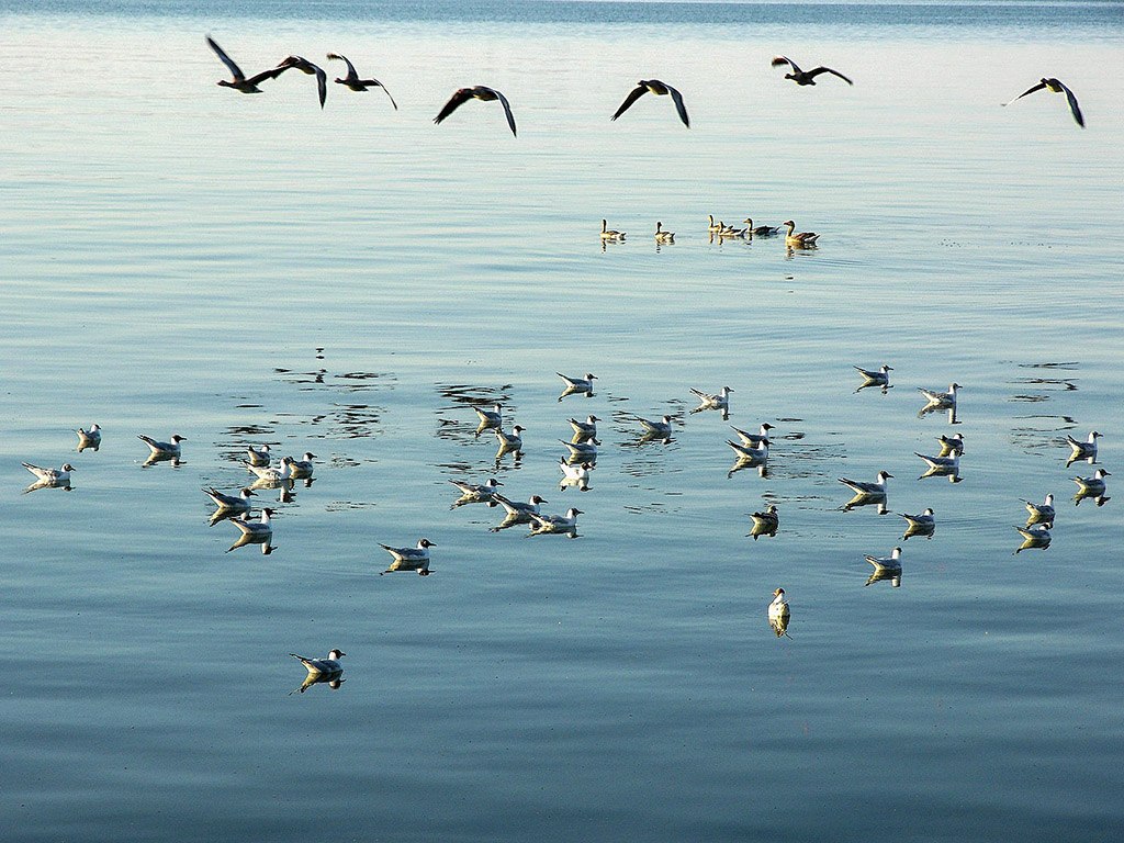 Chiemsee, a bajor tenger