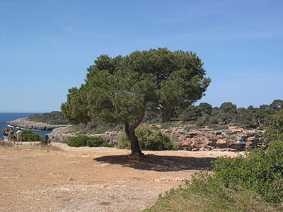 Mallorca, Spanyolország háttérkép