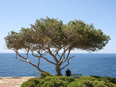 Mallorca, Spanyolország háttérkép