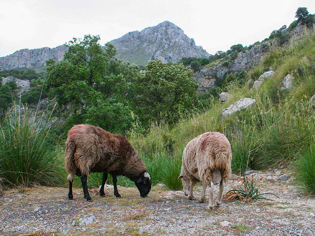 Mallorca