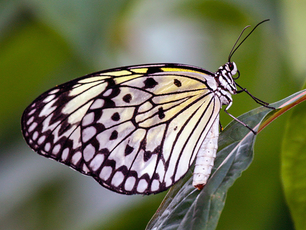 Lepke, pillangó