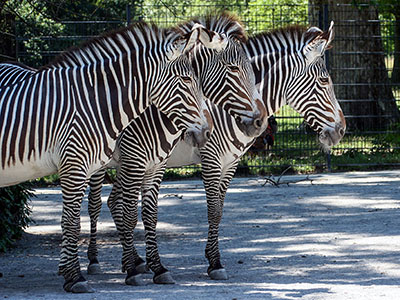 Csíkos kedvencünk, a zebra