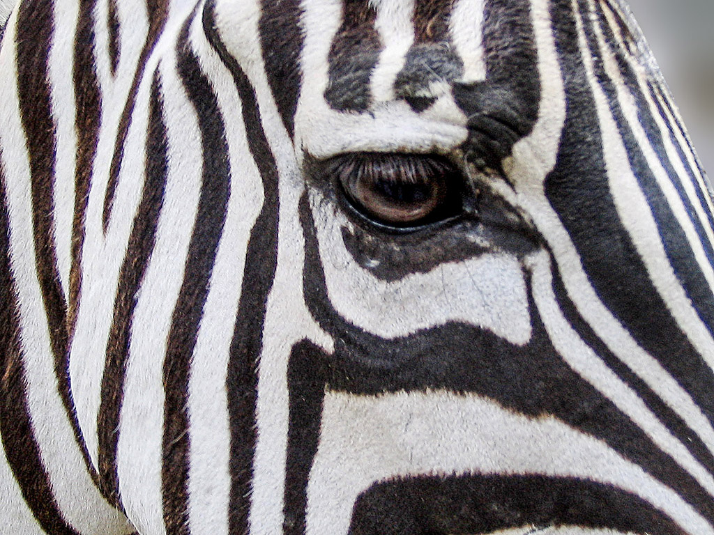 Csíkos kedvencünk: zebra