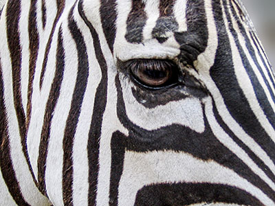 Csíkos kedvencünk, a zebra