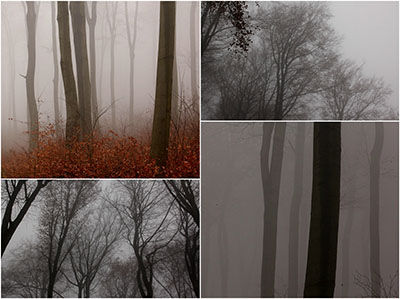 Ködös őszi erdő
