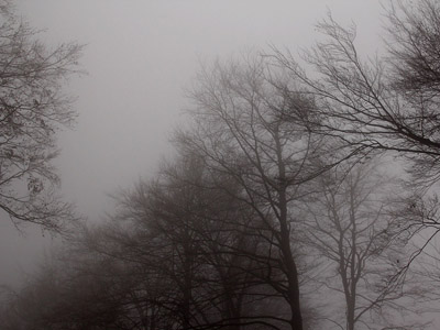 Ködös őszi erdői háttérkép