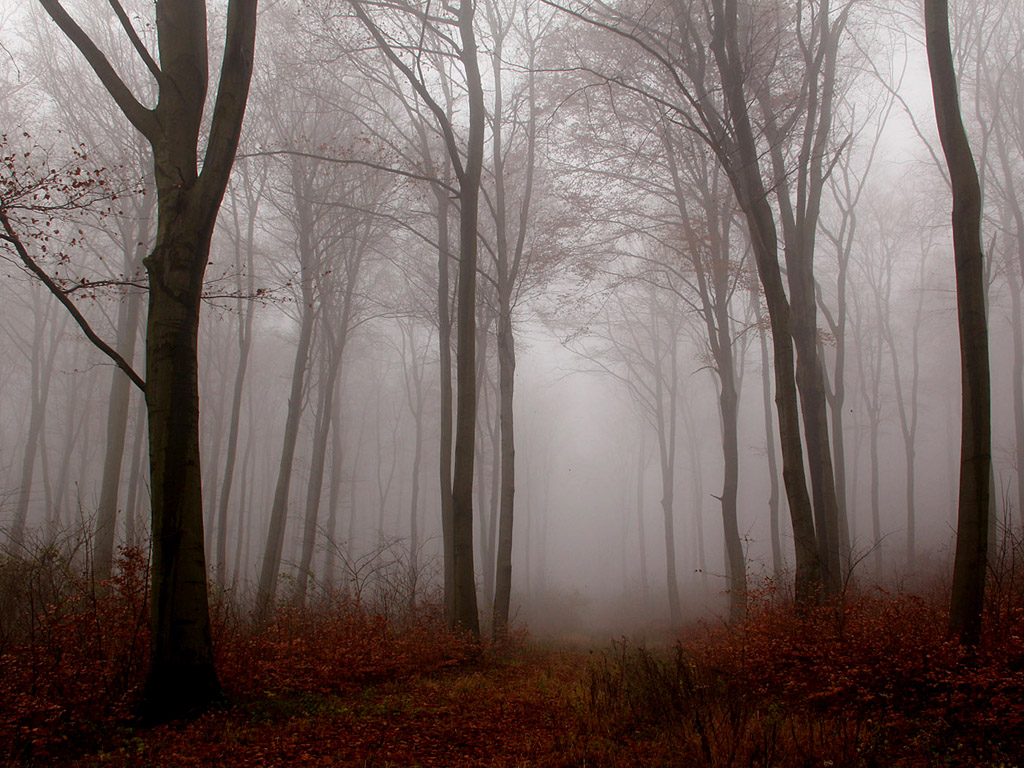 Ködös őszi erdői háttérkép
