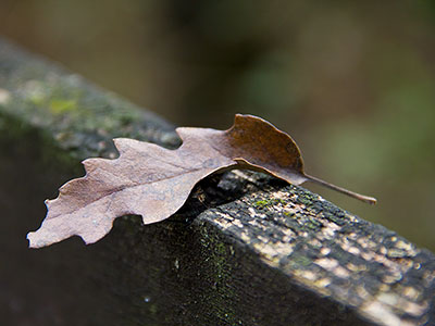 Őszi erdő háttérkép
