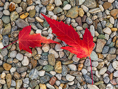 Piros őszi levelek