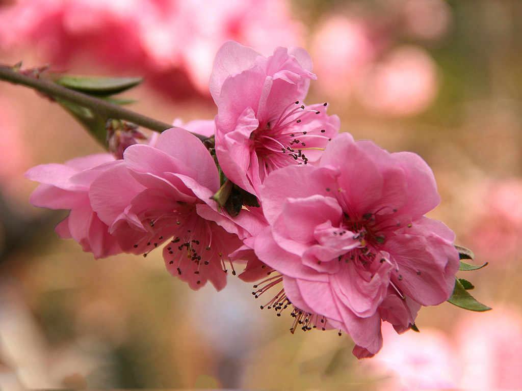 Sakura - japán cseresznyevirág