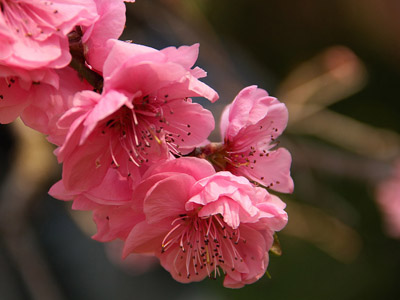 Sakura - japán cseresznye