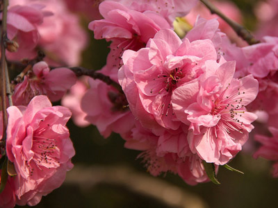 Sakura - japán cseresznye