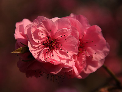 Sakura - japán cseresznye