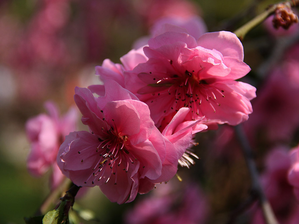 Sakura - japán cseresznyevirág