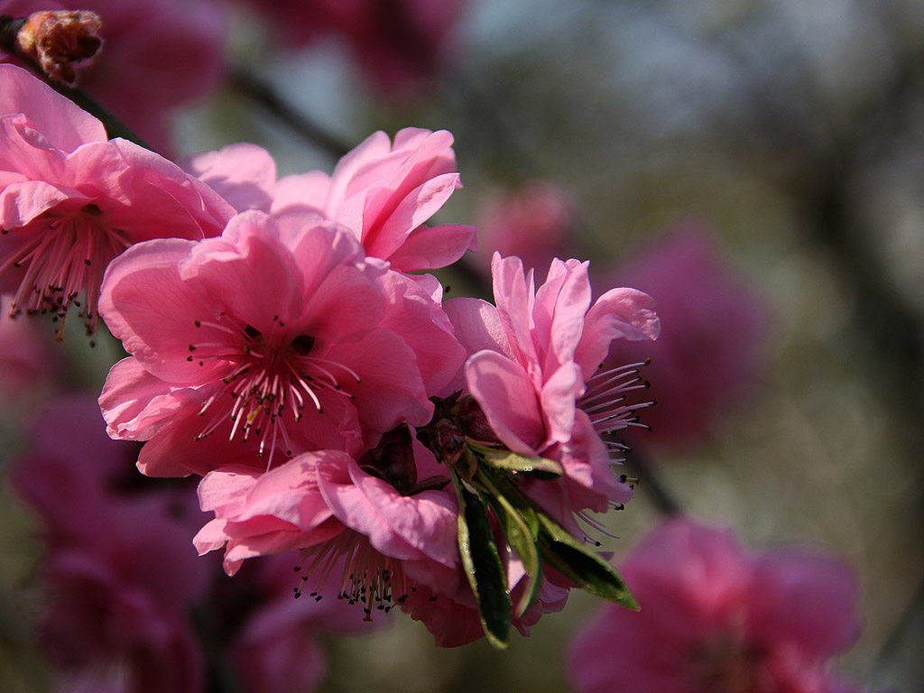 Sakura - japán cseresznyevirág