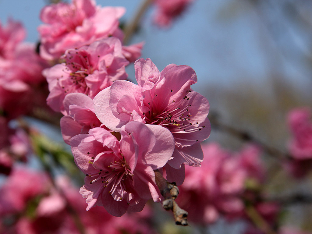 Sakura - japán cseresznyevirág