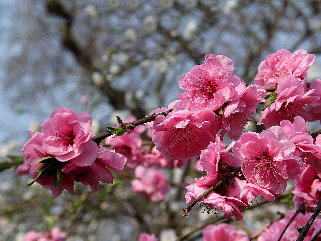 Sakura - japán cseresznyevirág