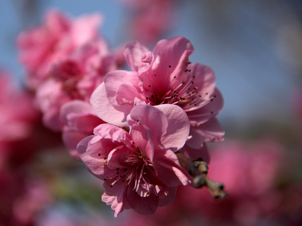 Sakura - japán cseresznyevirág