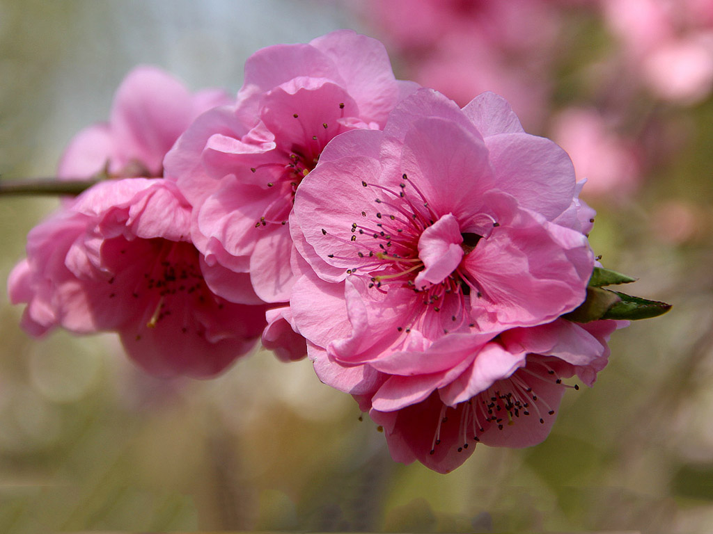 Sakura - japán cseresznyevirág