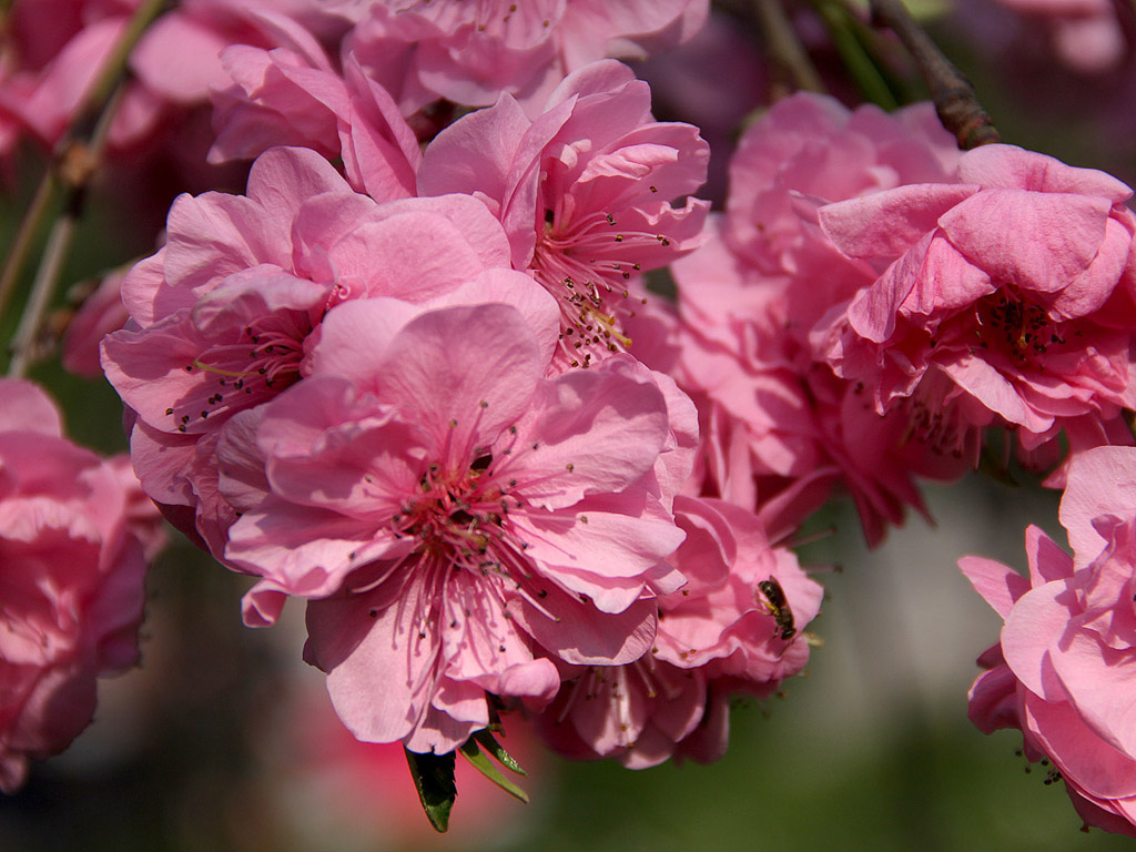 Sakura - japán cseresznyevirág