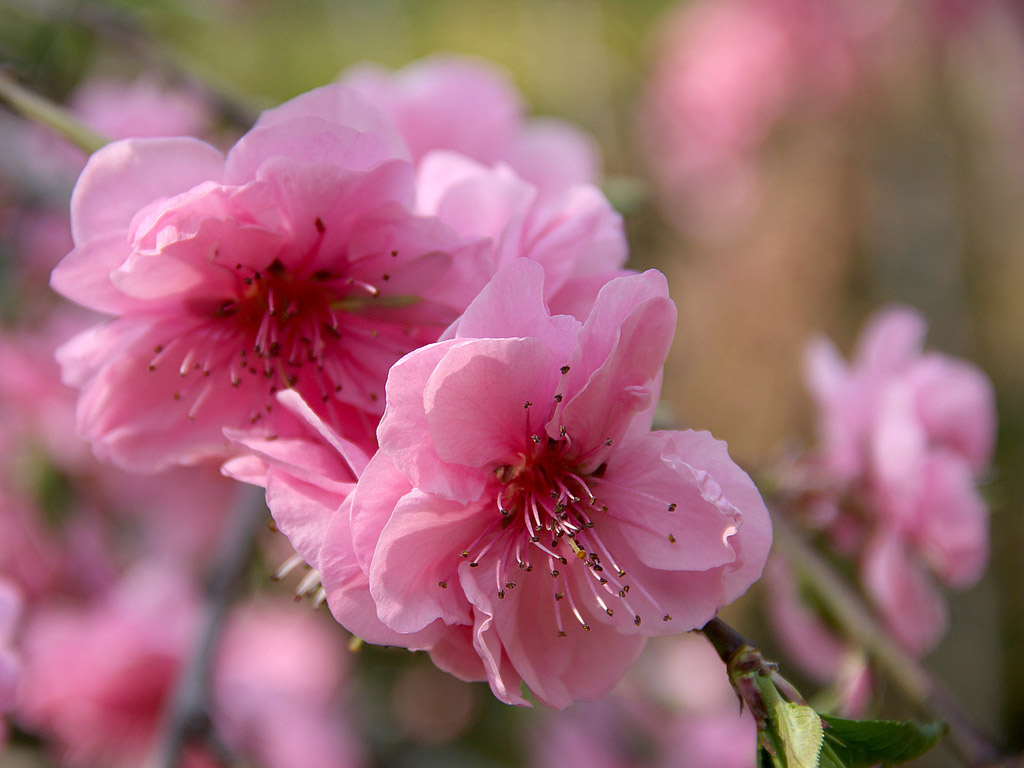 Sakura - japán cseresznyevirág