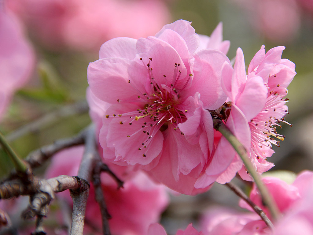 Sakura - japán cseresznyevirág