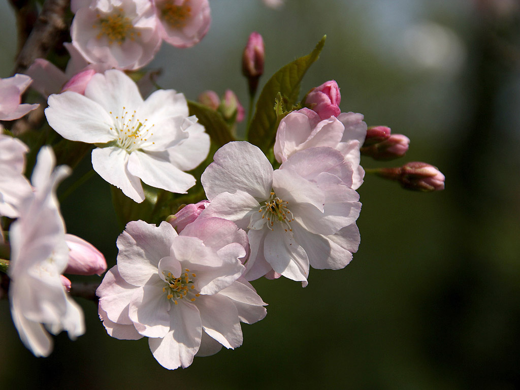 Sakura - japán cseresznyevirág