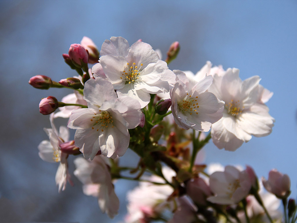 Sakura - japán cseresznyevirág