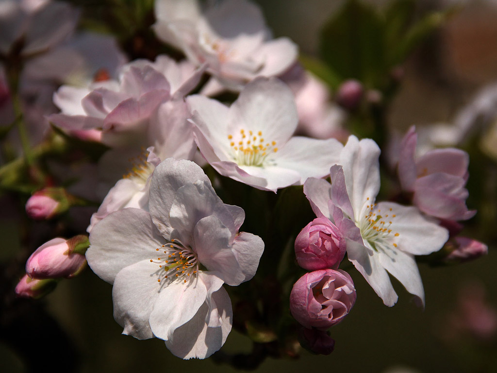 Sakura - japán cseresznyevirág