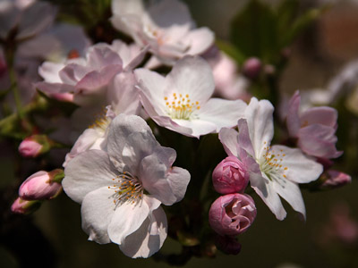 Sakura - japán cseresznye