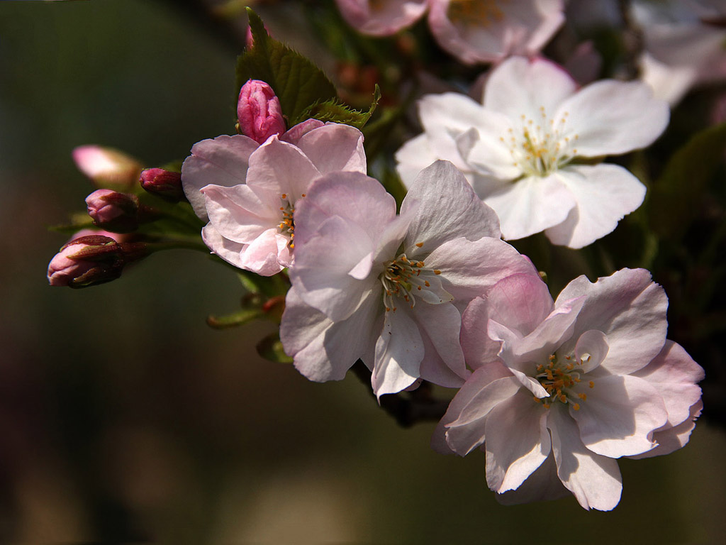 Sakura - japán cseresznyevirág