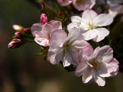 Sakura - japán cseresznye