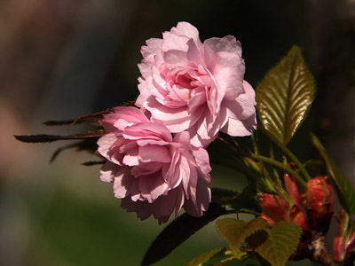 Sakura - japán cseresznye