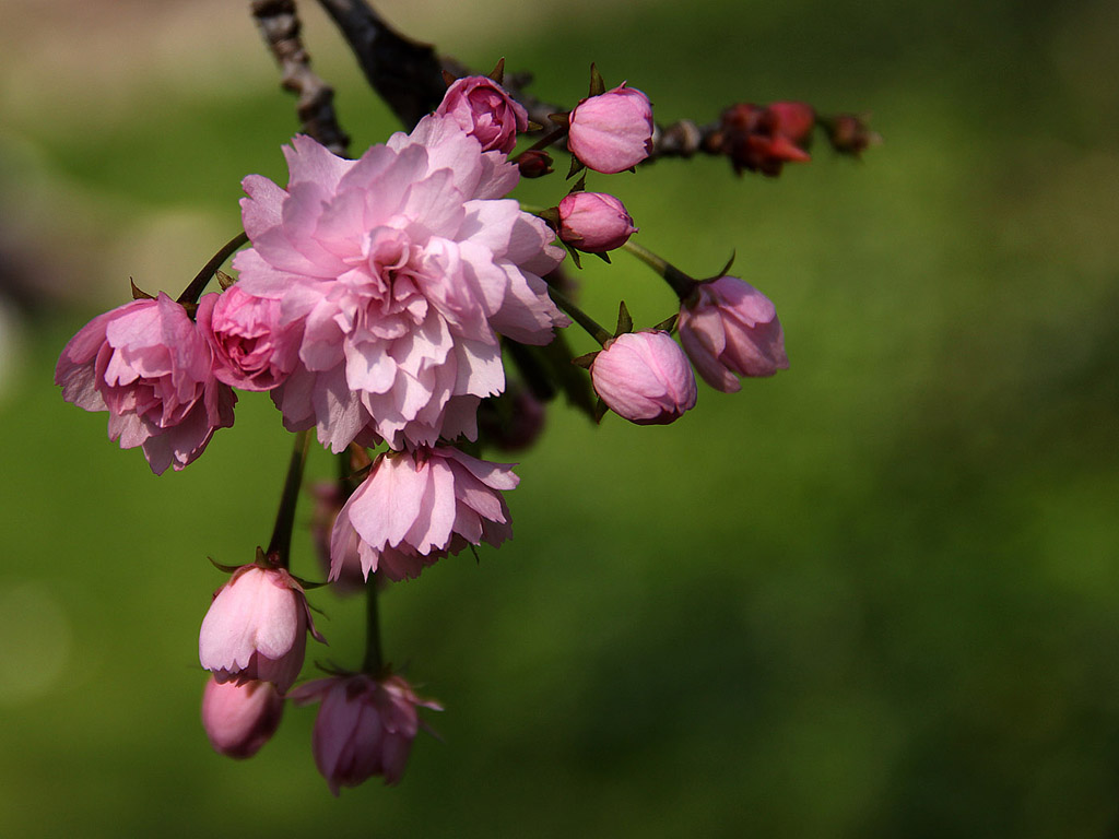 Sakura - japán cseresznyevirág