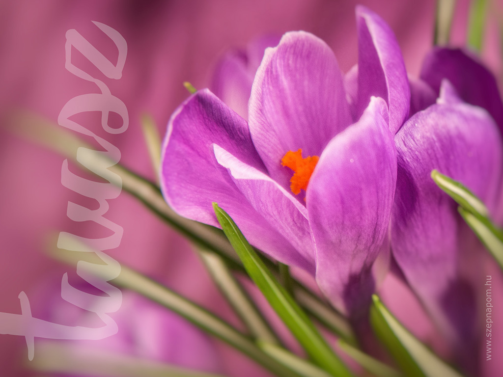 lila tavaszi virág, sáfrány