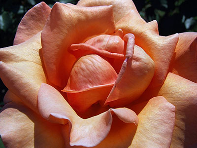 Rózsa - a virágok királynője