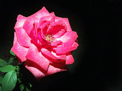 Rózsa - a virágok királynője